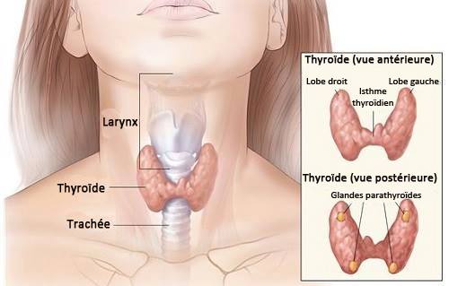Thyroide 1